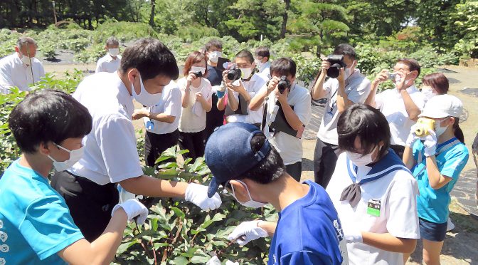 須賀川市、早くも宇宙行きの種採集