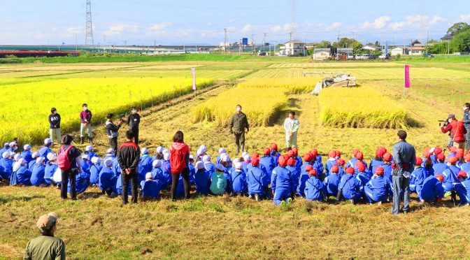 歴史の街 多賀城、宇宙へ行く古代米を小学生が収穫