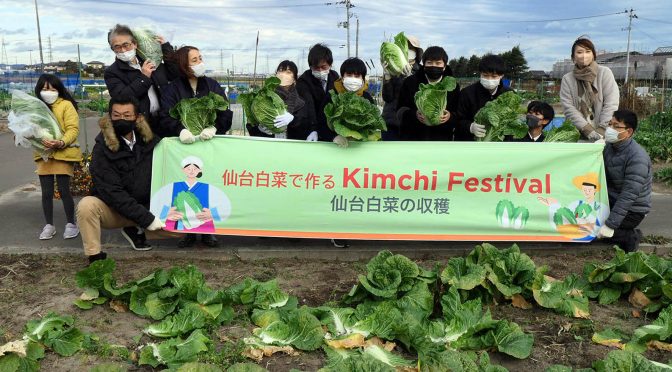 宇宙白菜が収穫されました（仙台市、塩竈市）