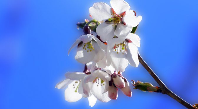 宇宙桜、一気見