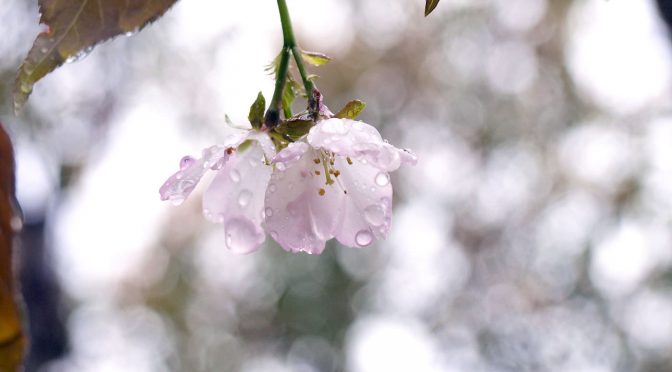 NHK連続テレビ小説「らんまん」と宇宙桜の物語り