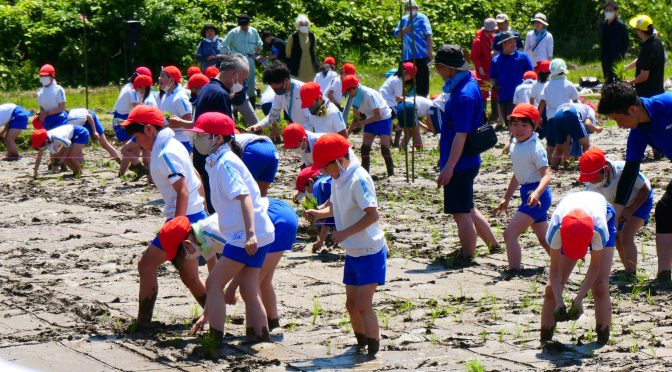 小学生による宇宙古代米の大規模田植え、多賀城市
