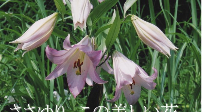 糸魚川市で小学生向けに記念講演しました