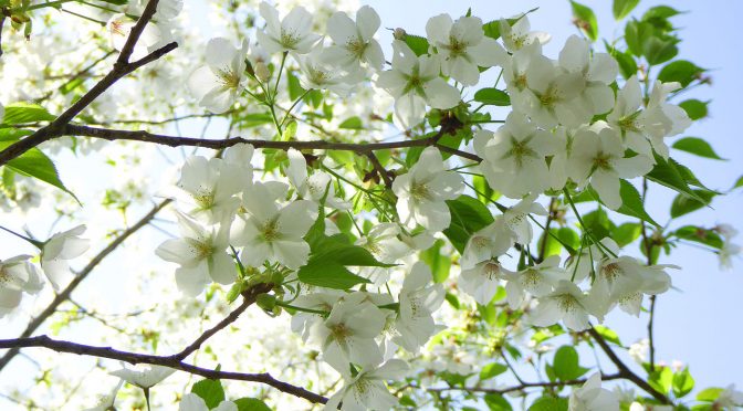 宇宙桜、渋谷に降臨。2024年3月22日