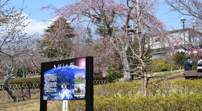 石巻市、きぼうの桜を御披露目